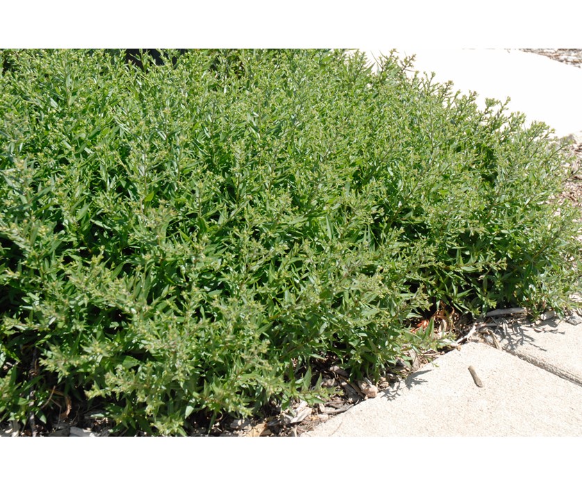 Wood's Blue Aster